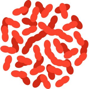 Lean Bacteria