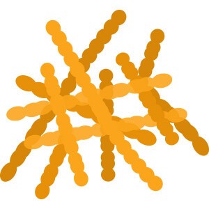 Gut Microbiome